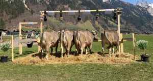 Zuchtfamilie OB Lorenz SUSI